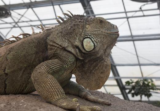 Iguanas require large enclosures to live in.