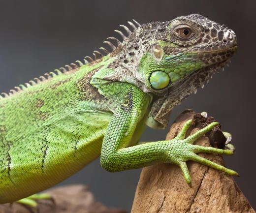 The green iguana is one of the largest of all house lizards.