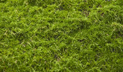A layer of moss.