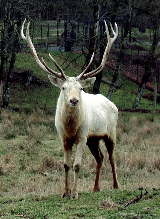 As a male deer ages, he grows more points on his antlers, or "rack".