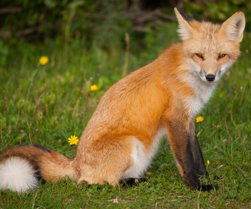 Red foxes are solitary canids.
