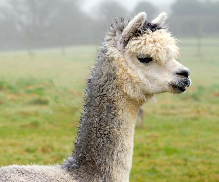 Alpacas are related to llamas.