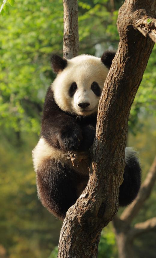 Giant pandas eat bamboo.